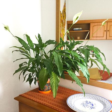 Апартаменты Casa De Amig@S En Santa Cruz De La Palma Санта-Круз-де-ла-Пальма Экстерьер фото